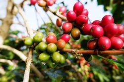 Ngày 6/8: Giá cà phê tăng mạnh, hồ tiêu lặng sóng