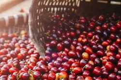 Cạn nguồn cung cuối vụ, giá cà phê bứt phá tăng 1.800 đồng/kg