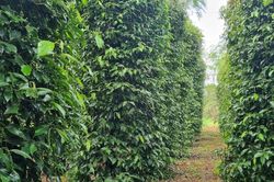 Hồ tiêu Đồng Nai tạo lợi thế mới bằng sở hữu trí tuệ