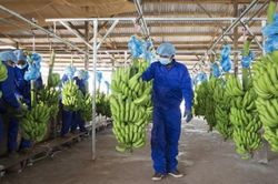 Công ty con của HAGL chốt giá IPO hơn 60.000 đồng/cp