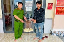 Thả trăn gấm quý hiếm về môi trường tự nhiên