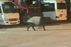 Nửa đêm thấy 'quái thú' lững thững giữa bãi xe, chuyên gia nhìn bộ lông đen trắng liền nhận ra đây là loài duy nhất còn sống tại châu Á