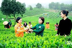 Th&aacute;i Nguy&ecirc;n đưa 149 v&ugrave;ng ch&egrave; l&ecirc;n bản đồ số bằng GPS