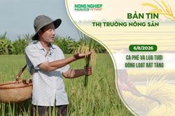 Thị trường nông sản 6/8/2026: Cà phê và lúa tươi đồng loạt bật tăng