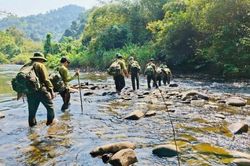 Chỉ đạo xác minh đối tượng các vụ phá rừng để xử lý theo quy định pháp luật