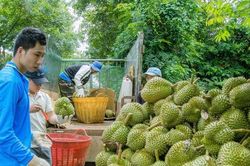 Siết kiểm soát chất lượng nông sản xuất khẩu