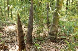 Phát minh của Trung Quốc rung chuyển ngành xây dựng: Dùng oại cây mọc đầy ở Việt Nam tạo vật liệu cứng như thép, có thể thay gỗ