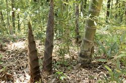 Phát minh của Trung Quốc rung chuyển ngành xây dựng: Dùng oại cây mọc đầy ở Việt Nam tạo vật liệu cứng như thép, có thể thay gỗ