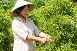 Khi nào nên thu hái lá đinh lăng để giữ được nhiều dược chất nhất?