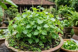 Bị gout ăn rau càng cua có tốt không?