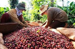 Nghịch lý xuất khẩu cà phê Việt Nam