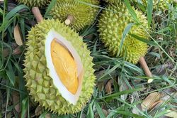 V&igrave; sao sầu ri&ecirc;ng c&oacute; thể mang về h&agrave;ng tỷ USD cho Việt Nam