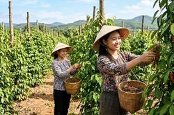 Giá tiêu hôm nay 7.8 đi ngang, cao nhất 141.000 đồng/kg