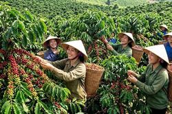 Giá cà phê hôm nay 7.8.2026: Trong nước và thế giới đồng loạt tăng