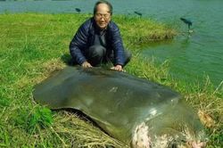 'Nhà rùa học' PGS.TS Hà Đình Đức qua đời ở tuổi 86