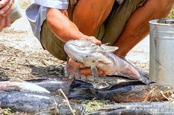 Cà Mau công bố mức hỗ trợ nông dân nuôi cá bị ảnh hưởng bởi thi công mở rộng sân bay