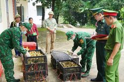 Bộ đội Biên phòng Lạng Sơn liên tiếp ngăn chặn nhập lậu gia cầm giống, thực phẩm đông lạnh