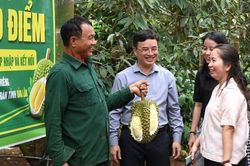 '30 ngày đêm' số hóa mã vùng trồng sầu riêng ở Đắk Lắk