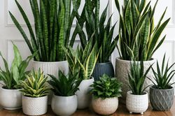 Những lỗi khi tưới cây lưỡi hổ khiến cây dễ bị thối rễ