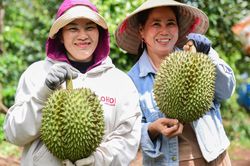 Sầu riêng tỷ USD đón tin vui từ Trung Quốc ngay trước cao điểm thu hoạch