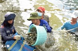 Cà Mau quảng bá thương hiệu, kết nối đầu tư, đưa ngành tôm phát triển bền vững
