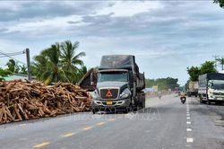 Cần xử lý dứt điểm việc tập kết gỗ ở hành lang an toàn giao thông trên quốc lộ 22B