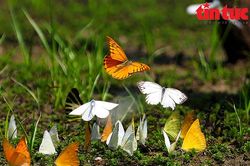 Cảnh báo xu hướng thay đổi môi trường sống ở loài bướm