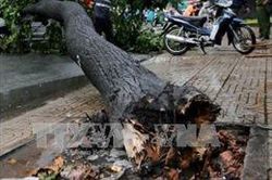 Hai người trọng thương do cây đổ ngang đường đè trúng