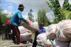 Tây Ninh đẩy nhanh thu hoạch lúa Hè Thu, chủ động bảo vệ sản xuất mùa mưa lũ