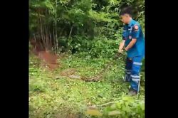 Bắt sống trăn khổng lồ dài 4,8 mét ẩn nấp trong bụi tre