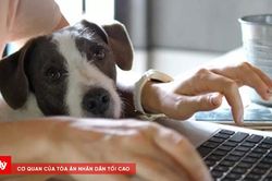 Chuyện thú vị tại Ý: Người lao động có thể được nghỉ hưởng lương để chăm thú cưng bị bệnh