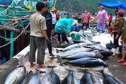 Tháo gỡ vướng mắc cho doanh nghiệp thủy sản xuất khẩu sang Hoa Kỳ