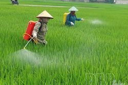 Chủ động phòng trừ sinh vật gây hại lúa mùa