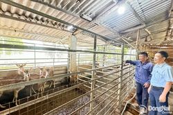 Giữ nghề truyền thống nuôi hươu, nai