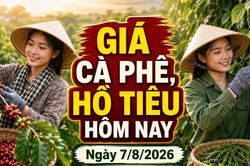 Gi&aacute; c&agrave; ph&ecirc;, hồ ti&ecirc;u h&ocirc;m nay 7/8: C&agrave; ph&ecirc; lao dốc, gi&aacute; ti&ecirc;u đi ngang