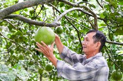 Nâng tầm giá trị thương hiệu bưởi da xanh