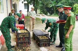Li&ecirc;n tiếp ngăn chặn c&aacute;c vụ vận chuyển thực phẩm, gia cầm giống nhập lậu