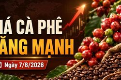 Giá cà phê hôm nay 7/8/2026 tiến sát 100.000 đồng/kg
