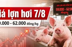 Giá lợn hơi hôm nay 7/8/2026: Nhiều nơi xuống 59.000 đồng/kg