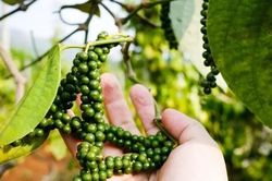 Giá tiêu hôm nay 7/8/2026: Trong nước đứng yên, cao nhất 141.000 đồng/kg
