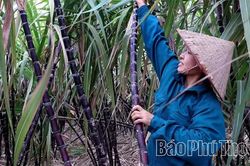 Phú Thọ phát triển cây mía theo hướng ổn định diện tích và nâng cao giá trị