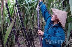 Ph&uacute; Thọ ph&aacute;t triển c&acirc;y m&iacute;a theo hướng ổn định diện t&iacute;ch v&agrave; n&acirc;ng cao gi&aacute; trị