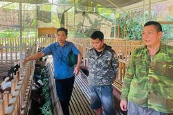 Triển vọng từ chăn nuôi dê nhốt
