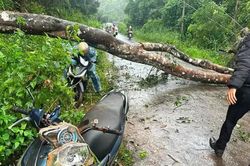 Lâm Đồng: Cây rừng đổ đè hai người đi xe máy bị thương phải nhập viện cấp cứuLâm Đồng: Cây rừng đổ đè hai người đi xe máy bị thương phải nhập viện cấp cứu