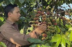 HTX nâng giá trị cà phê Lâm Đồng bằng bảo hộ tài sản trí tuệ