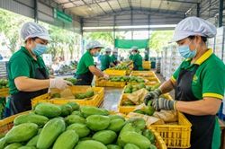 TP.HCM siết tiến độ cấp mã số vùng trồng, cơ sở đóng gói