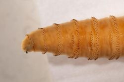 Cảnh báo giòi xoắn ăn thịt gia súc có nguy cơ gia tăng, ngành chăn nuôi Hoa Kỳ siết chặt phòng dịch