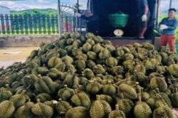 Tăng cường bảo đảm an ninh mùa thu hoạch sầu riêng