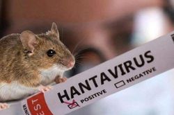 Pháp ghi nhận ca nhiễm mới virus Hanta chủng Andes