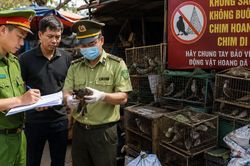 Lâm Đồng kiên quyết xóa các 'điểm nóng' săn bắt, buôn bán chim hoang dã